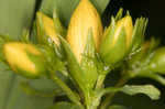 Mountain St. Johnswort